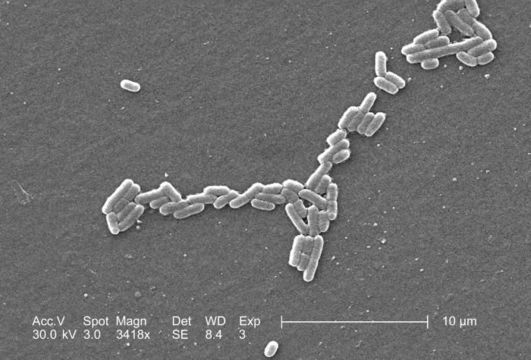 Escherichia resmi