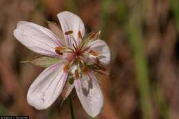 Image of Richardson's geranium