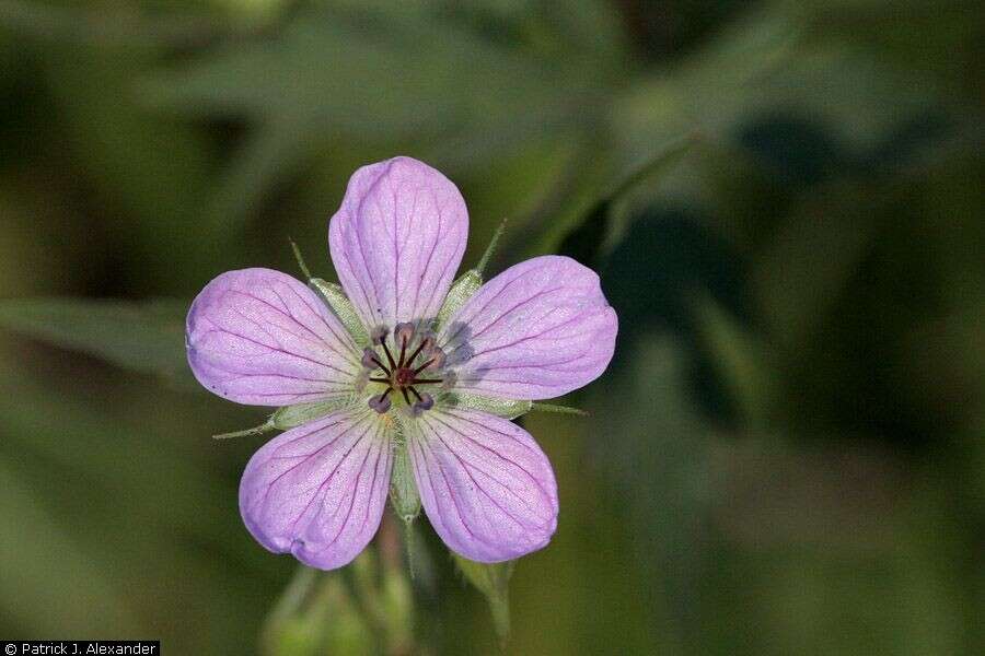 Image of Richardson's geranium