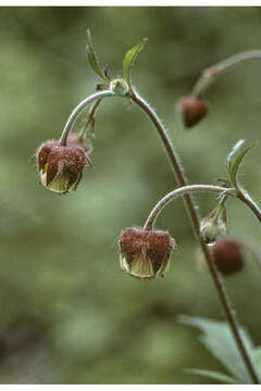 Image of Water Avens