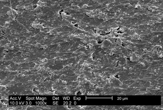 Escherichia resmi