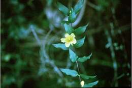 Image of evening trumpetflower