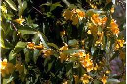 Image of evening trumpetflower