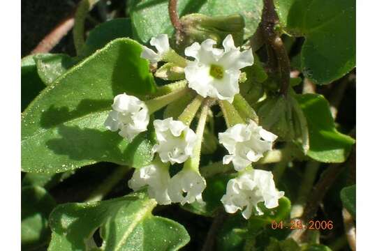 Image of white sand verbena