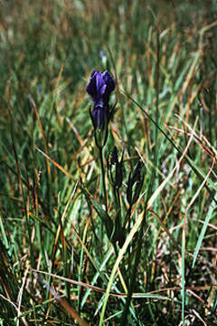 Image of Rocky Mountain Fringed-Gentian