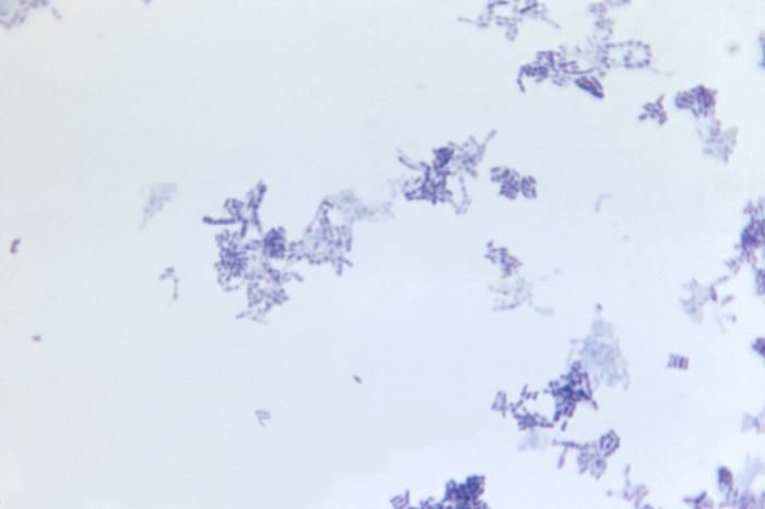 Image of coryneform bacteria
