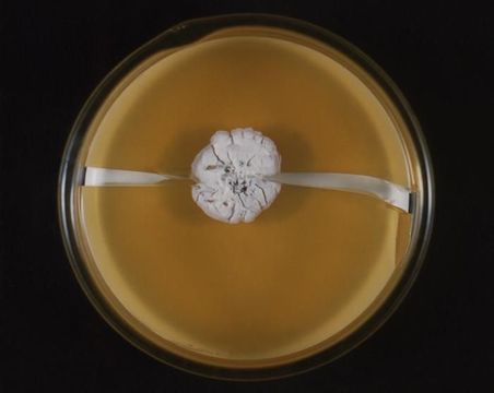 Sivun Streptomyces somaliensis kuva