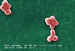 Image of Acinetobacter baumannii