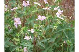 Image of sticky purple geranium