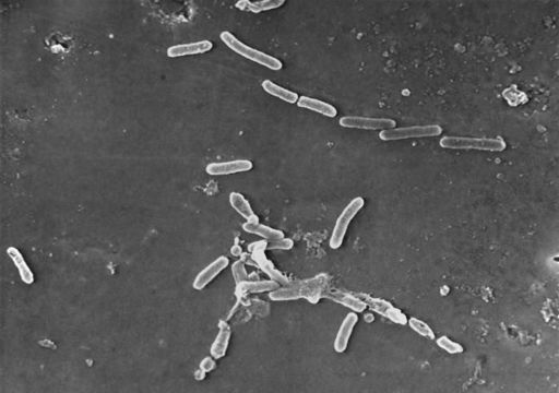 Image of Pseudomonas