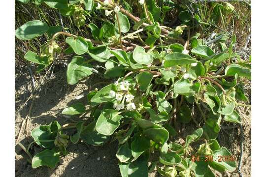 Image of white sand verbena