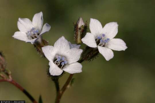 Image of star gilia