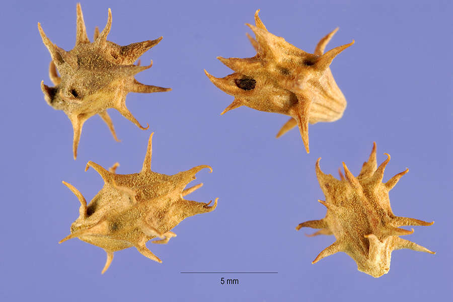 Image of Woolly-Leaf Burr-Ragweed