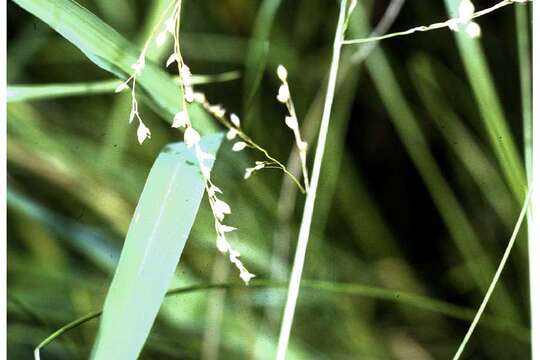 Image of Rattlesnake manna grass