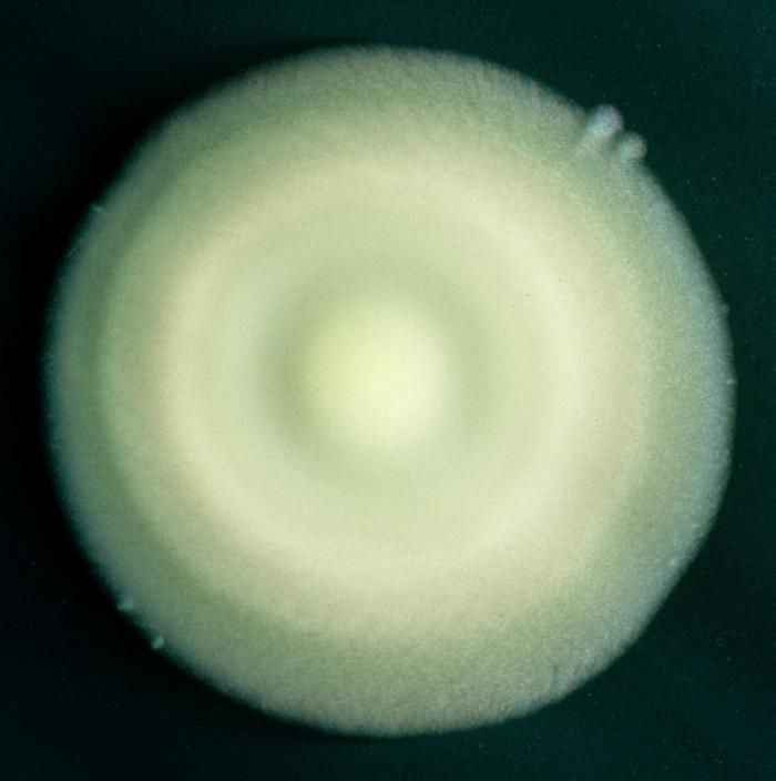 Image de Legionellaceae