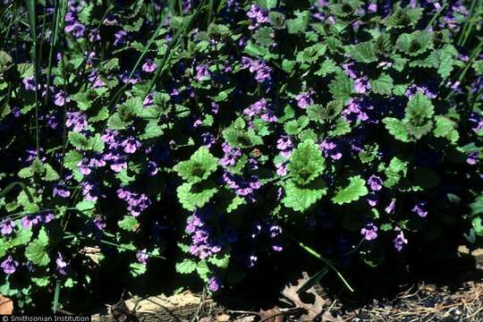 Image of Ground ivy