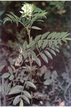 Image of American licorice