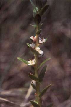 Image of black saltwort