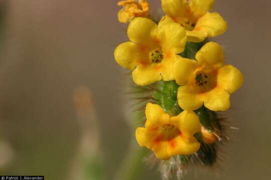 Image of common fiddleneck