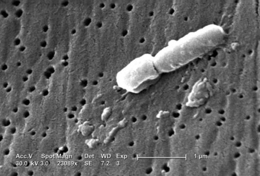 Image de Klebsiella V. B. A. Trevisan 1885