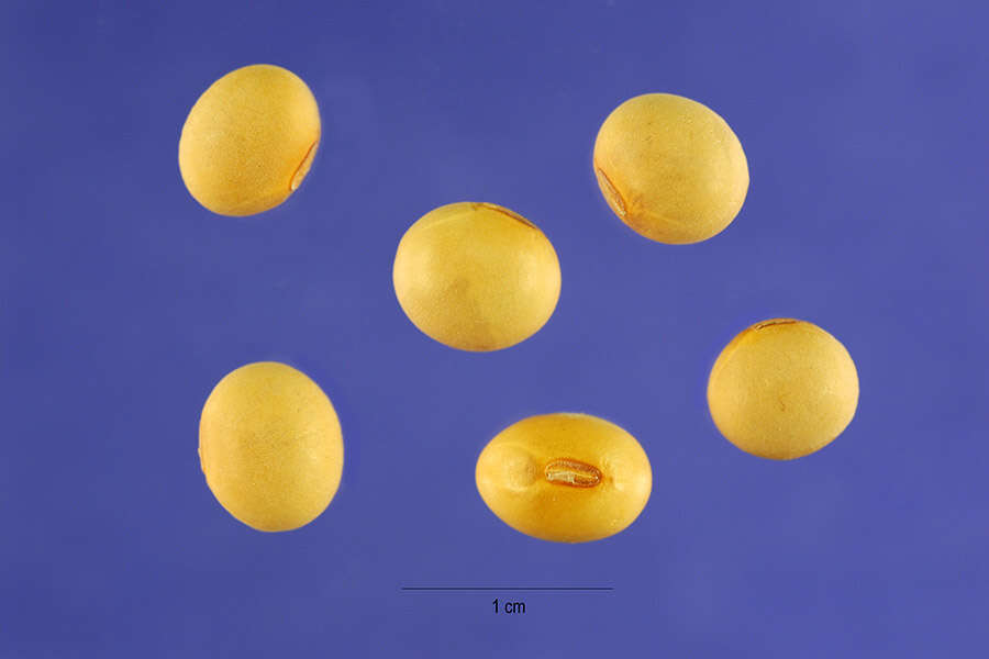 Image of soybean