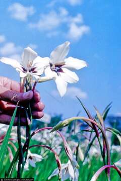 Plancia ëd Gladiolus murielae Kelway