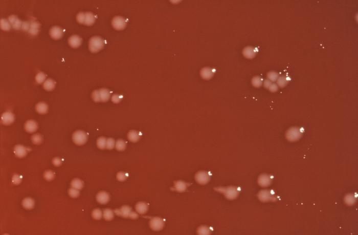 Citrobacter freundii resmi
