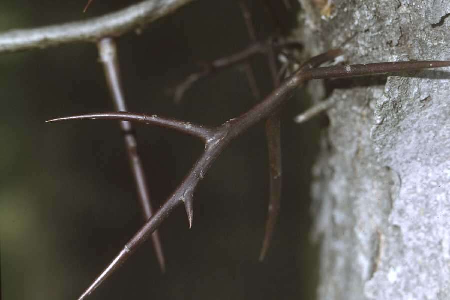 Plancia ëd Gleditsia triacanthos L.