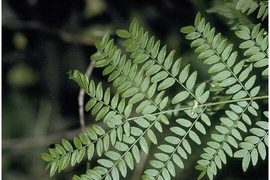 Plancia ëd Gleditsia triacanthos L.