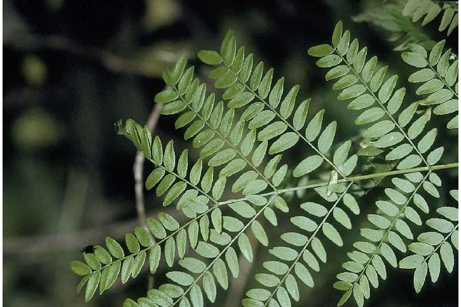 Image of Honey Locust