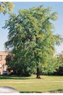 Image of Honey Locust