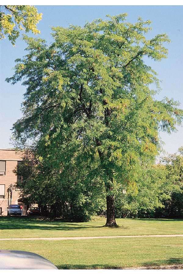 Plancia ëd Gleditsia triacanthos L.