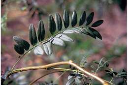 Image of Honey Locust