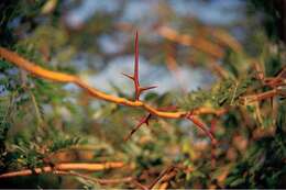 Plancia ëd Gleditsia triacanthos L.