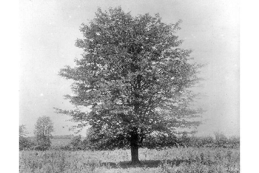 Plancia ëd Gleditsia triacanthos L.