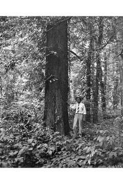 Image of Honey Locust