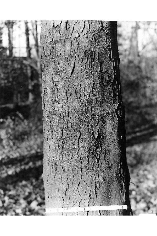 Image of Honey Locust