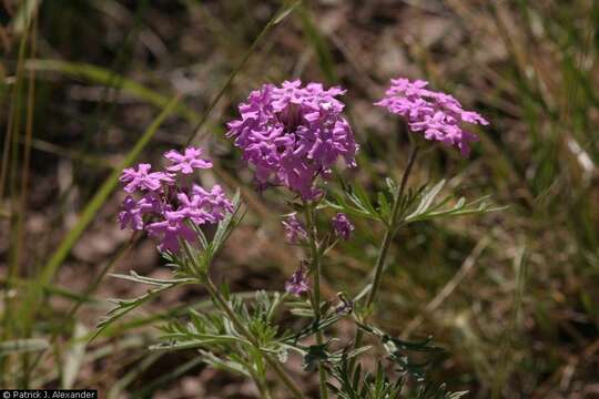 Image of Davis Mountain mock vervain