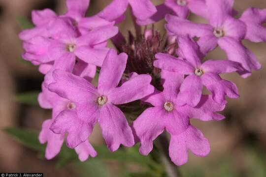 Image of Davis Mountain mock vervain