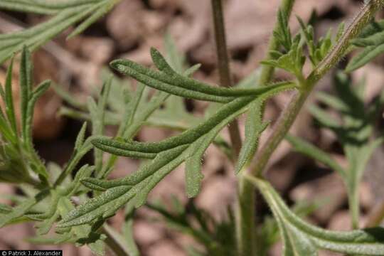 Image of Davis Mountain mock vervain