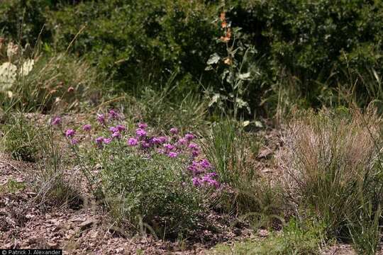 Image of Davis Mountain mock vervain