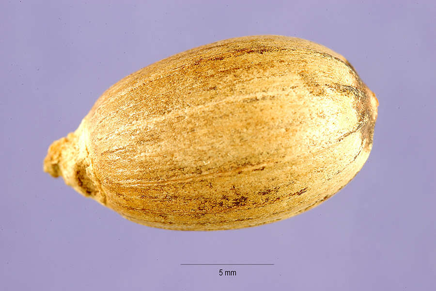 Gnetum gnemon L. resmi