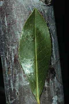 Image of Loblolly Bay