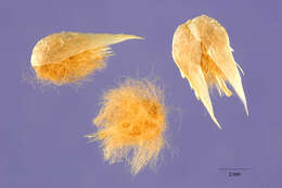 Image of pearly globe amaranth