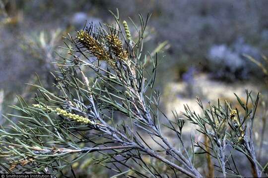 Image of Silky-oak