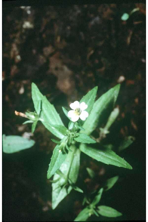 Image of clammy hedgehyssop