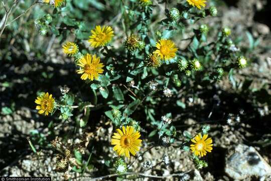 Image of subalpine gumweed