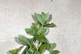 Image of Round-Fruit Hedge-Hyssop