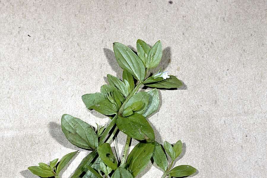 Image of Round-Fruit Hedge-Hyssop