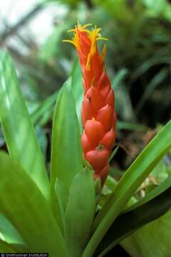 Guzmania berteroniana (Schult. & Schult. fil.) Mez的圖片